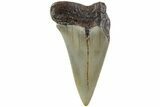 Fossil Broad-Toothed Mako Shark Tooth - North Carolina #235217-1